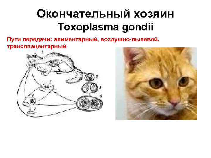 Окончательный хозяин Toxoplasma gondii Пути передачи: алиментарный, воздушно-пылевой, трансплацентарный 