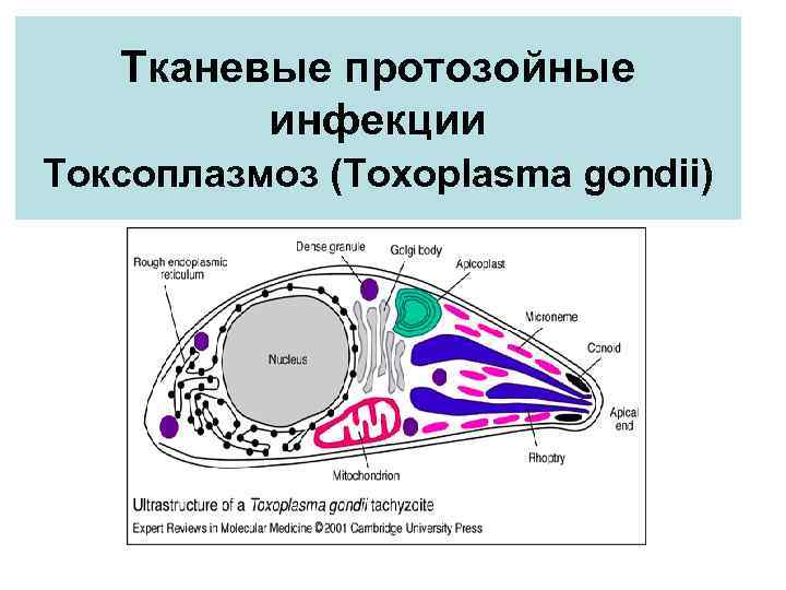 Протозойные инфекции презентация