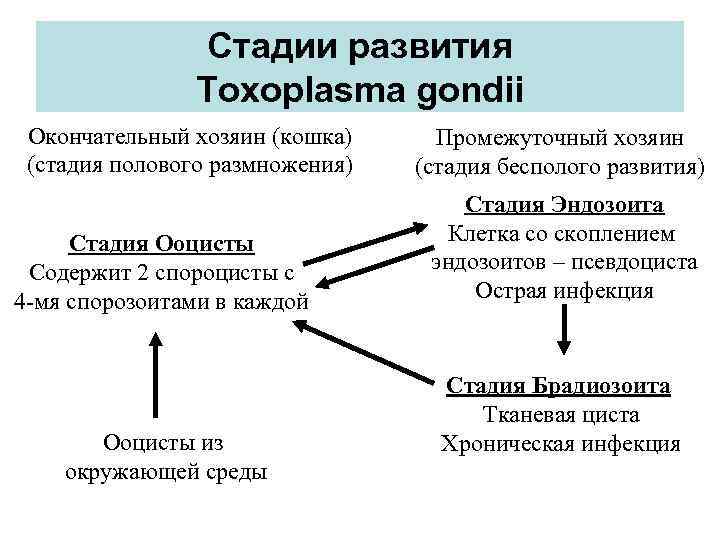 Стадии развития Toxoplasma gondii Окончательный хозяин (кошка) (стадия полового размножения) Стадия Ооцисты Содержит 2