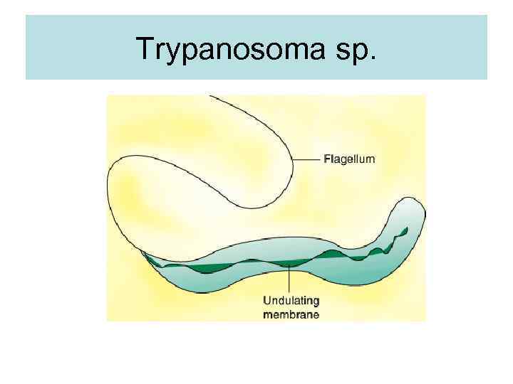 Trypanosoma sp. 