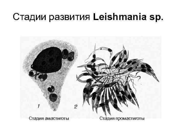 Стадии развития Leishmania sp. Стадия амастиготы Стадия промастиготы 