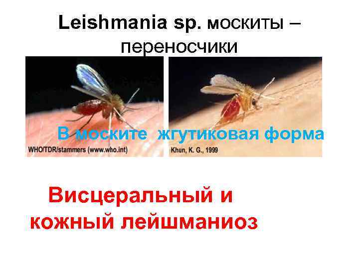 Leishmania sp. москиты – переносчики В моските жгутиковая форма Висцеральный и кожный лейшманиоз 