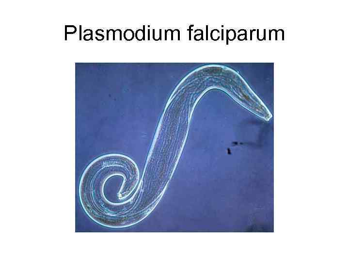 Plasmodium falciparum 