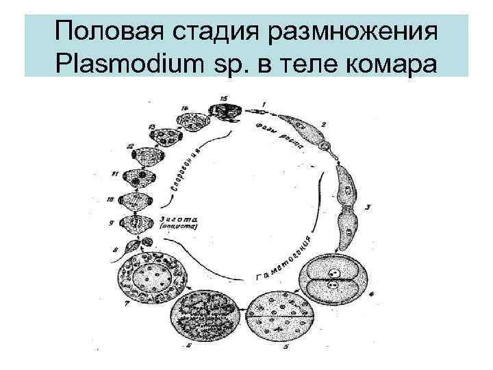 Половая стадия размножения Plasmodium sp. в теле комара 