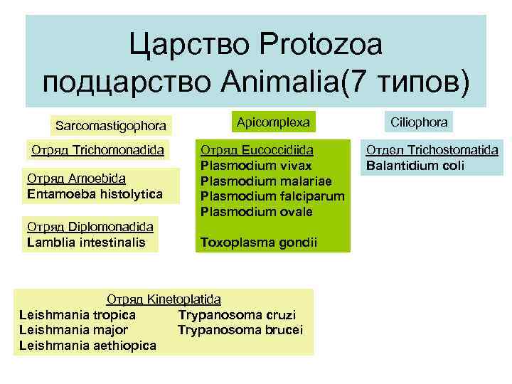 Царство Protozoa подцарство Animalia(7 типов) Sarcomastigophora Отряд Trichomonadida Отряд Amoebida Entamoeba histolytica Отряд Diplomonadida