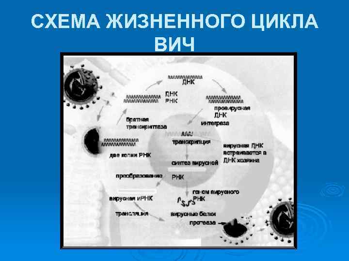 Жизненный цикл вич схема