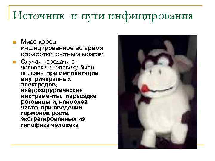 Источник и пути инфицирования n Мясо коров, инфицированное во время обработки костным мозгом. n
