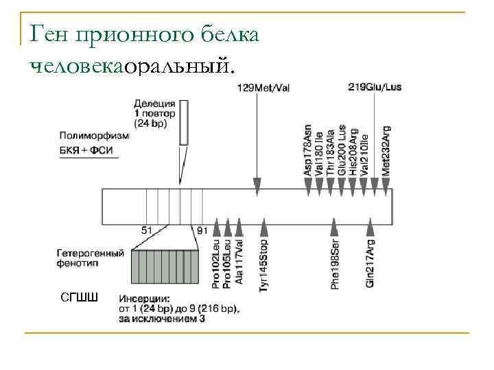 Ген прионного белка человекаоральный. СГШШ 
