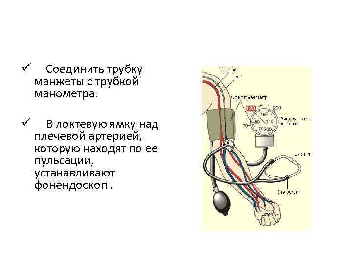 ü Соединить трубку манжеты с трубкой манометра. ü В локтевую ямку над плечевой артерией,