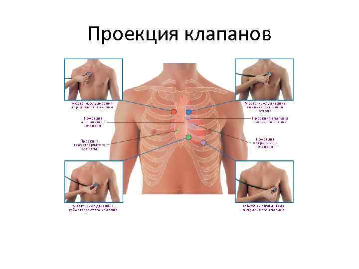 Точки аускультации легких схема