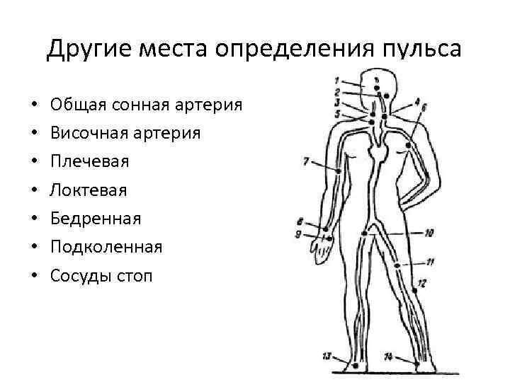 В каких местах из перечисленных. Схема исследование пульса. Места изменения пульса. Точки определения пульса. Места опрелеления пульс.