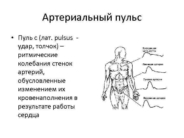 Артериальный пульс • Пуль с (лат. pulsus удар, толчок) – ритмические колебания стенок артерий,