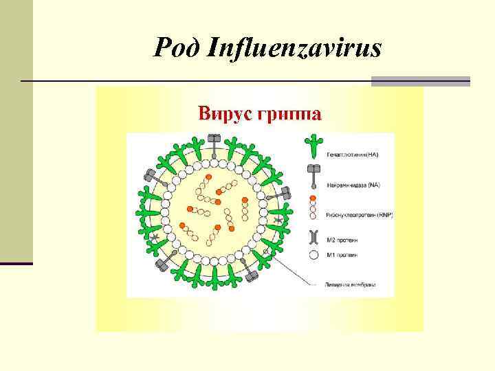 Род Influenzаvirus 