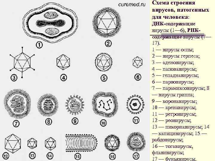 curemed. ru Схема строения вирусов, патогенных для человека: ДНК-содержащие вирусы (1— 6), РНКсодержащие вирусы