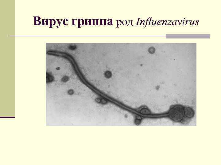 Вирус гриппа род Influenzаvirus 