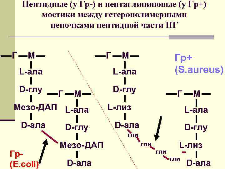 Пептидные (у Гр-) и пентаглициновые (у Гр+) мостики между гетерополимерными цепочками пептидной части ПГ