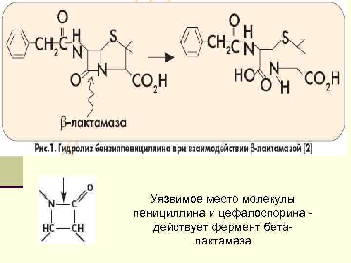 Уязвимое место молекулы пенициллина и цефалоспорина действует фермент беталактамаза 