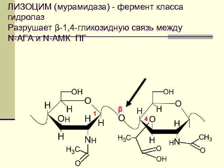 Фермент класса гидролаз. Лизоцим формула структурная. Муреин лизоцим. Лизоцим строение. Лизоцим формула.