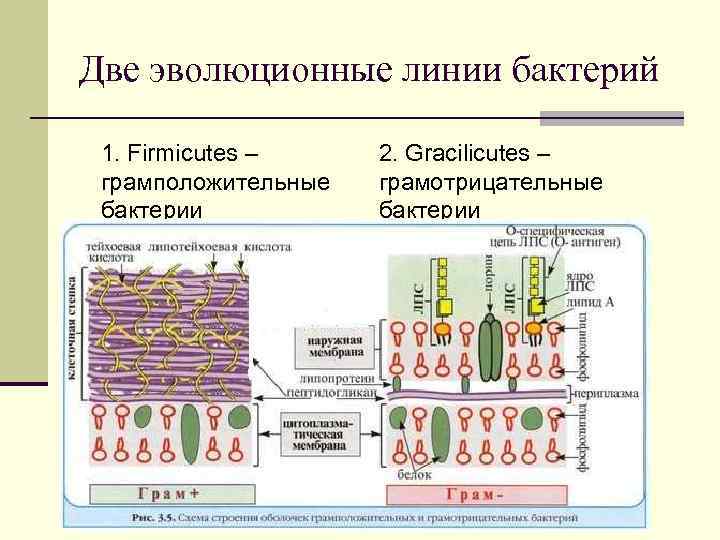 Две эволюционные линии бактерий 1. Firmicutes – грамположительные бактерии 2. Gracilicutes – грамотрицательные бактерии