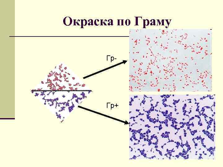 Окраска по Граму Гр- Гр+ 