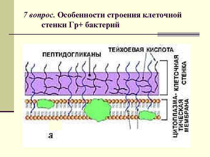 7 вопрос. Особенности строения клеточной стенки Гр+ бактерий 