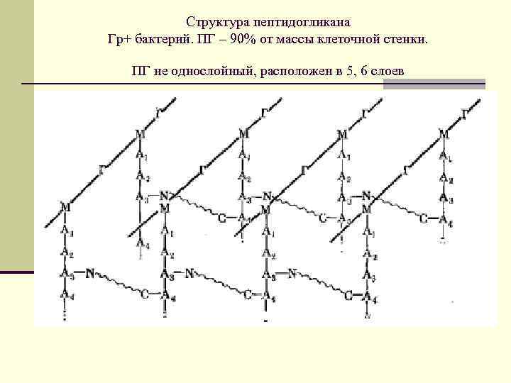 Структура пептидогликана Гр+ бактерий. ПГ – 90% от массы клеточной стенки. ПГ не однослойный,