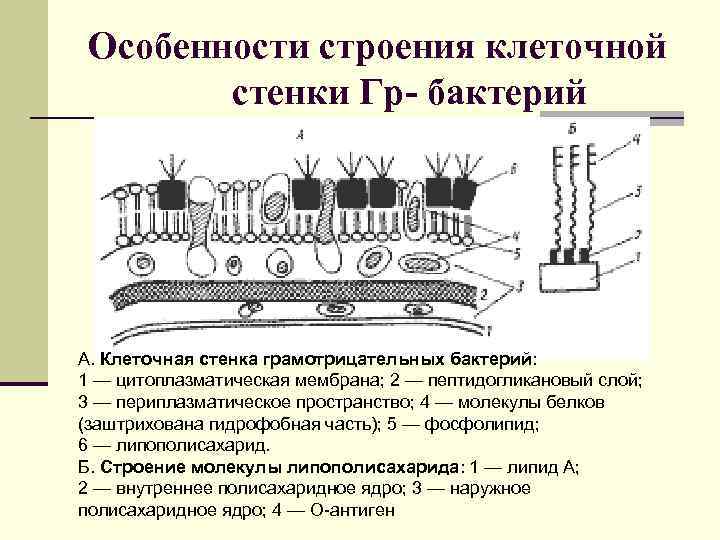 Особенности строения клеточной стенки Гр- бактерий А. Клеточная стенка грамотрицательных бактерий: 1 — цитоплазматическая