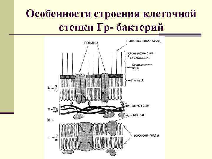 Особенности строения клеточной стенки Гр- бактерий 