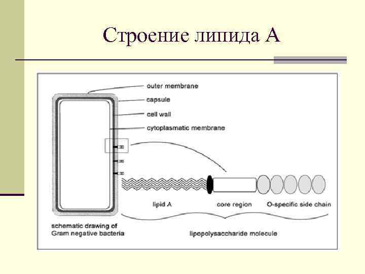 Строение липида А 