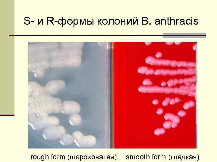 S- и R-формы колоний B. anthracis rough form (шероховатая) smooth form (гладкая) 