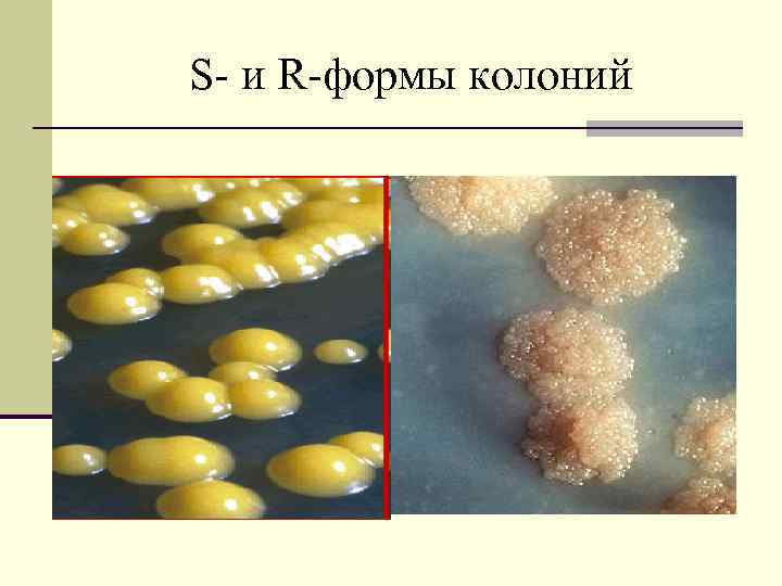 S- и R-формы колоний 