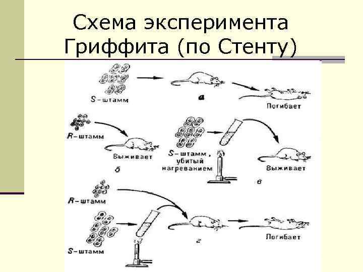 Схема эксперимента Гриффита (по Стенту) 