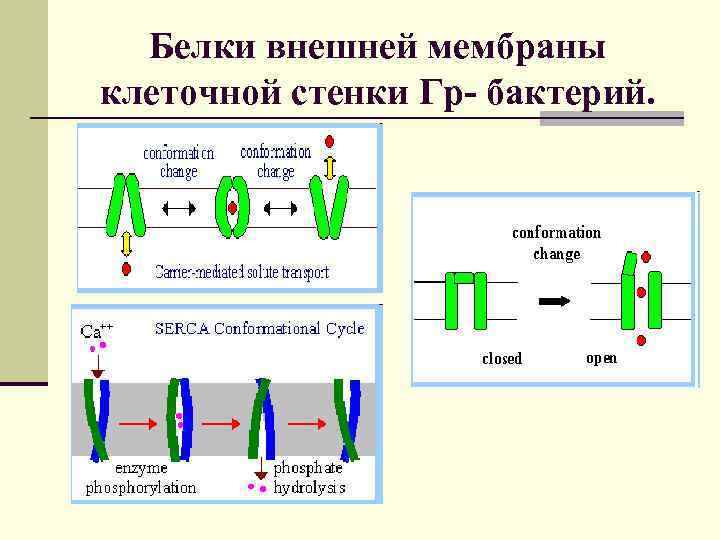 Белки внешней мембраны клеточной стенки Гр- бактерий. 