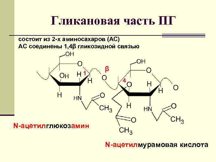 Гликановая часть ПГ состоит из 2 -х аминосахаров (АС) АС соединены 1, 4β гликозидной