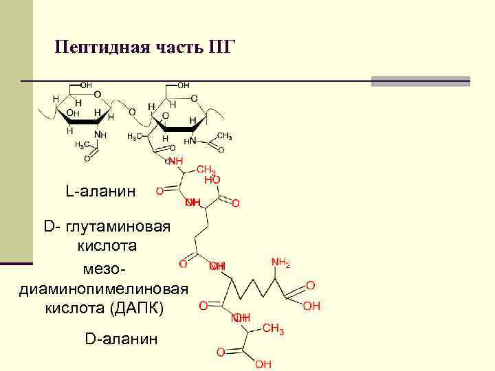 Глицин аланин глутаминовая кислота