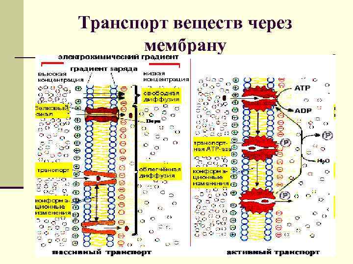 Транспорт веществ через мембрану 