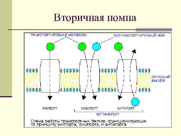 Вторичная помпа 