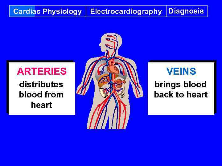 Cardiac Physiology Electrocardiography Diagnosis ARTERIES VEINS distributes blood from heart brings blood back to