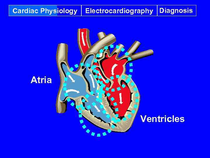 Cardiac Physiology Electrocardiography Diagnosis Atria Ventricles 