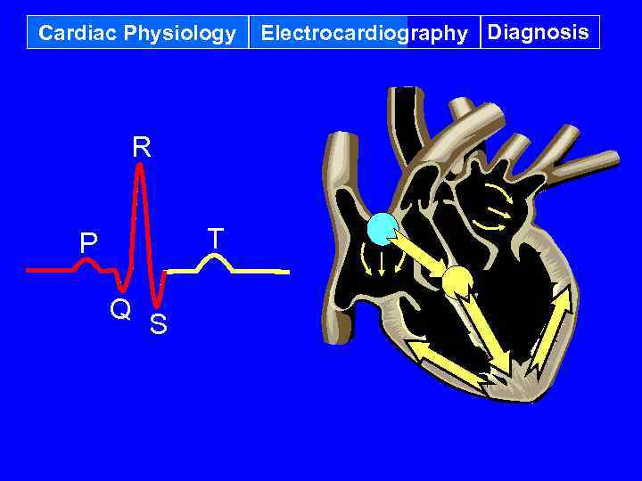 Cardiac Physiology R T P Q S Electrocardiography Diagnosis 