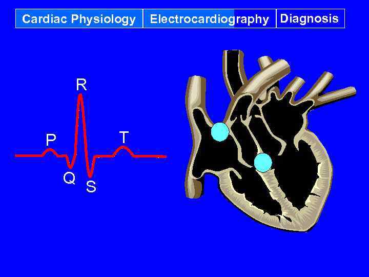 Cardiac Physiology R T P Q S Electrocardiography Diagnosis 