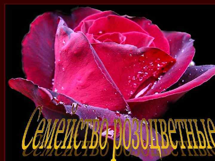Семейство розоцветных 