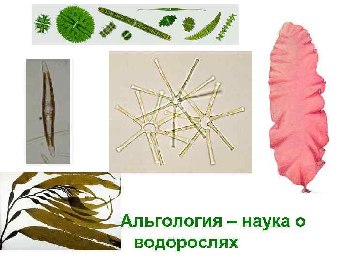 Альгология – наука о водорослях 