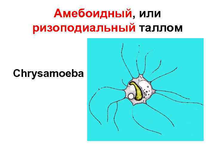 Амебоидный, или ризоподиальный таллом Chrysamoeba 