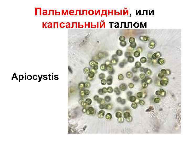 Пальмеллоидный, или капсальный таллом Apiocystis 