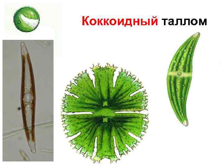 Коккоидный таллом 