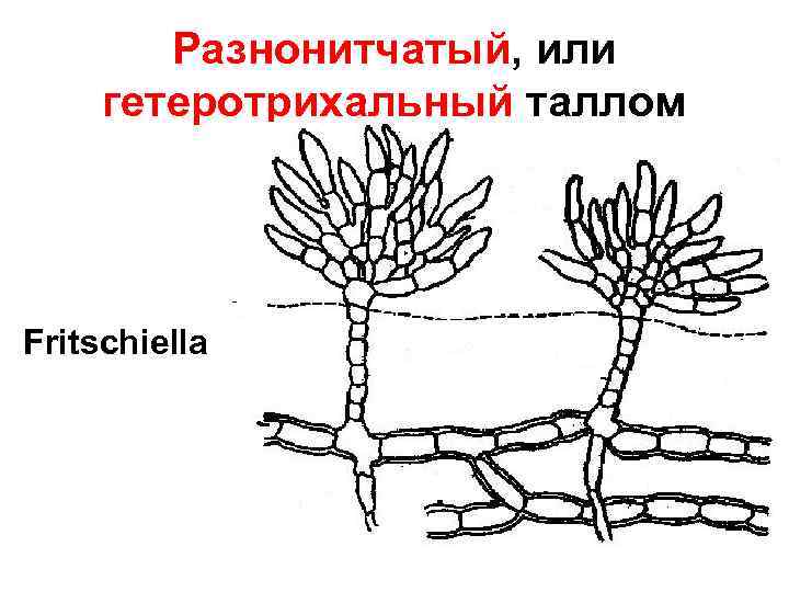 Разнонитчатый, или гетеротрихальный таллом Fritschiella 