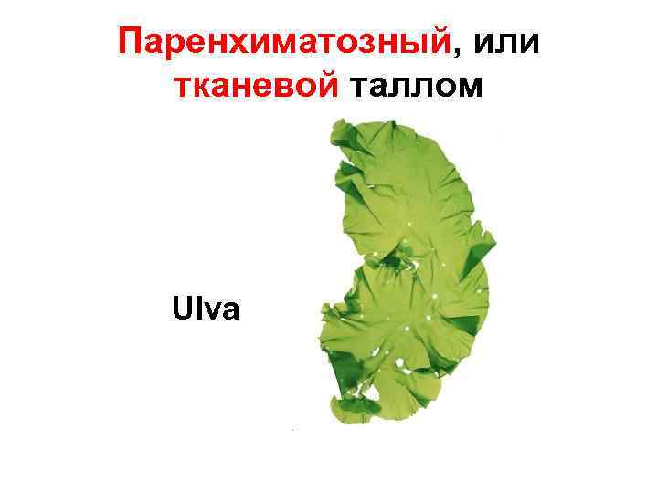 Паренхиматозный, или тканевой таллом Ulva 