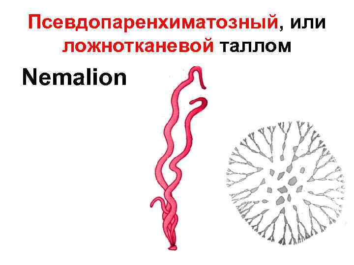 Псевдопаренхиматозный, или ложнотканевой таллом Nemalion 