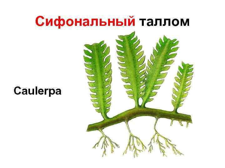 Сифональный таллом Caulerpa 